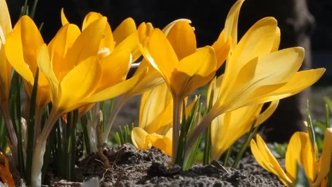 Macro blooming yellow crocuses in the wind Stock Footage 128732148