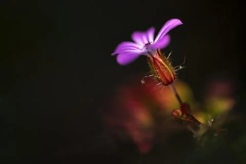 Macro blossom in the forest Foto stock