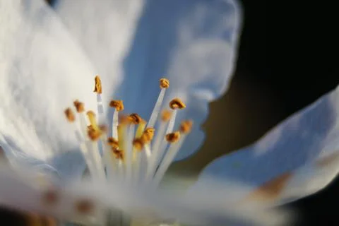 Macro of blossom Photos