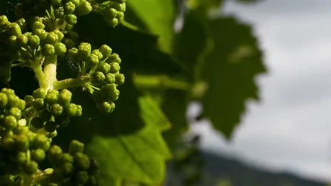 Macro of Blossoming Grape, clip 2 Stock Footage 151101873