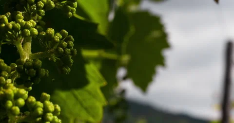 Macro of Blossoming Grape, clip 2 Stock Footage 151101882