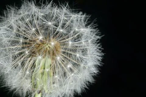 Macro blowball Foto stock