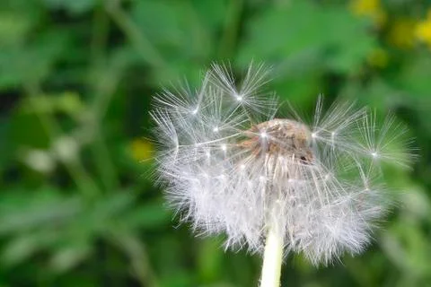 Macro blowball Stock Photos