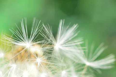 Macro blowball Stock Photos