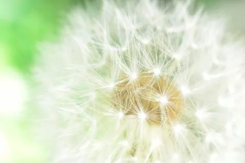 Macro blowball Stock Photos