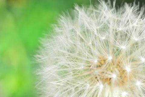 Macro blowball Stock Photos