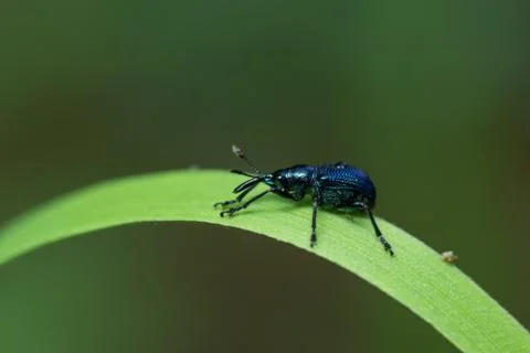 Macro blue beetle Stock Photos