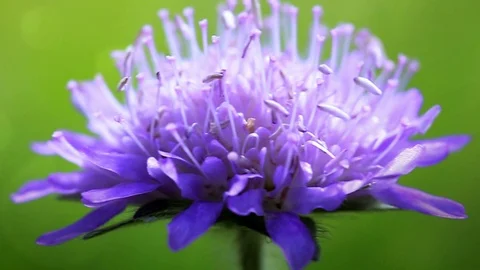 Macro of a blue cornflower isolated on green. Stock Footage 91498488