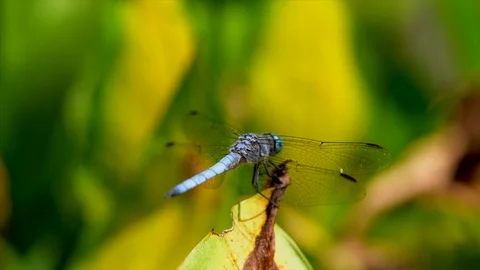 Macro blue dragonfly blowing in wind on plant, fluttering wings Stock Footage 111883436