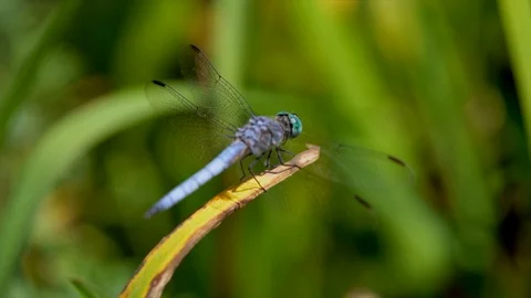 Macro blue dragonfly blowing in wind on plant, fluttering wings Stock Footage 111883505