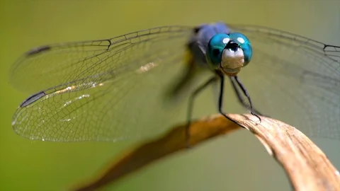 Macro blue dragonfly blowing in wind on plant, looking at camera Stock Footage 111884737