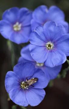 Macro Blue Flax Stock Photos