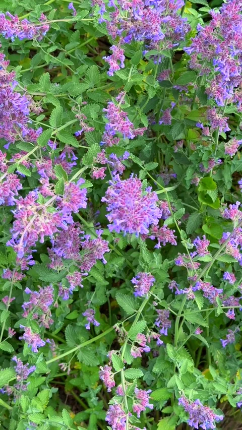 Macro blue flowers blooming in spring garden floral stock image Stock Footage 313671846
