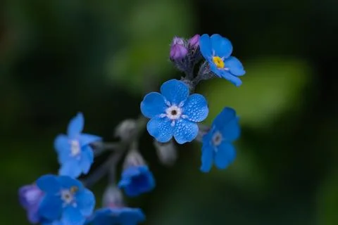 Macro of blue forget-me-not flowers with morning dew Stock Photos