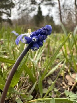 Macro of Blue Grape Hyacinth in Spring Grass Foto stock