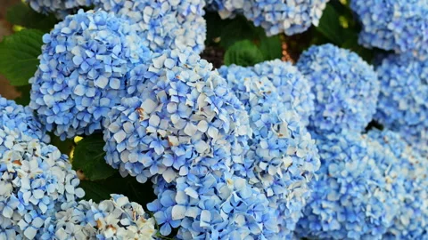 Macro Blue Hydrangea Flower Petals Green Bush Detail Natural Organic Texture Stock Footage 338038799