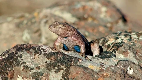 Macro blue Sagebrush Lizard Steens Mountain Near Malhuer Wildlife Refuge 9 Stock Footage 81767199