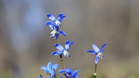 Macro blue snowdrop Scilla bell flower in a forest Stock Footage 125905703