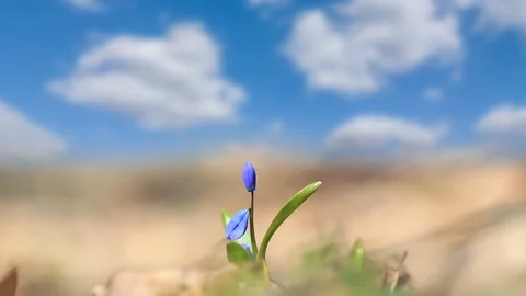 Macro blue snowdrop Scilla bell flower in a forest Stock Footage 126233034