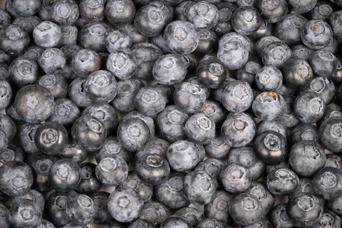 Macro blueberry texture forming dense pattern, muted bluegray bloom with deta Foto stock