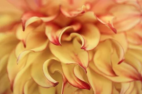 Macro blurry background of soft yellow red petalss Stock Photos