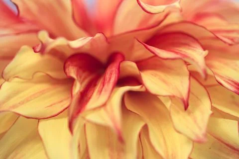 Macro blurry background of soft yellow red petalss Stock Photos