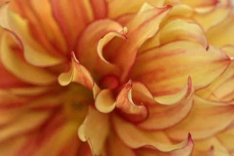 Macro blurry background of soft yellow red petalss Stock Photos