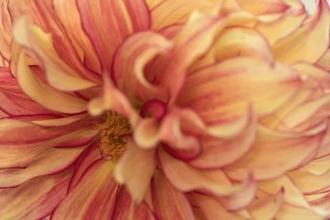 Macro blurry background of soft yellow red petalss Stock Photos