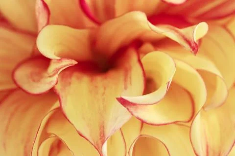 Macro blurry background of soft yellow red petals Stock Photos