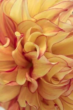 Macro blurry background of soft yellow red petalss Stock Photos