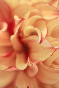Macro blurry background of soft yellow red petalss Stock Photos