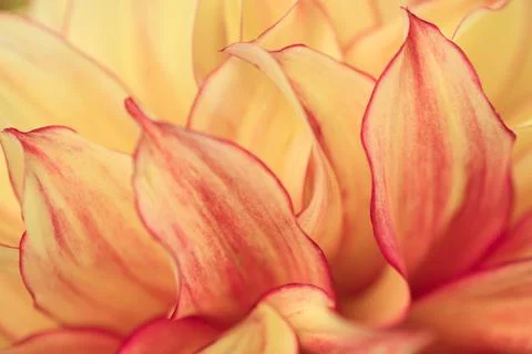 Macro blurry background of soft yellow red petalss Stock Photos