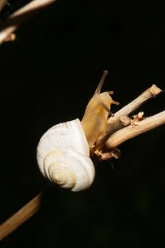 Macro of a body and a light shell of Caucasian snail Xeropicta derbentina  库存照片