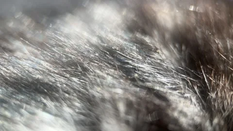 Macro Bokeh Cat Fur Background Stock Footage 288240350