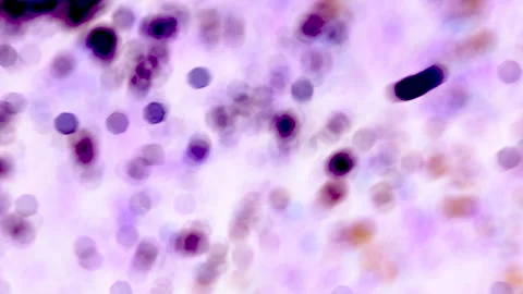 Macro, bokeh, high contrast, abstract, natural, lavender background Stock Footage 250488251