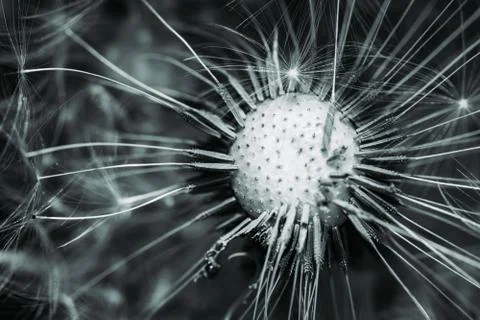 Macro bold dandelion Stock Photos