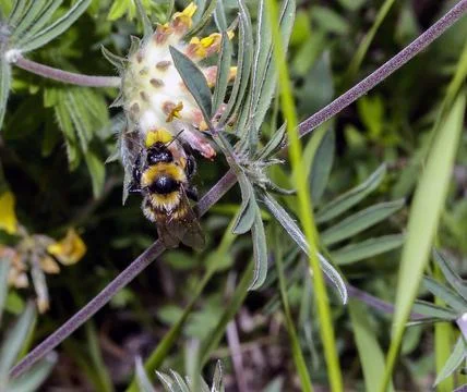 Macro of a Bombus Photos