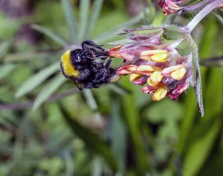 Macro of a Bombus Stock Photos