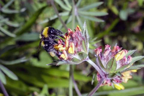 Macro of a Bombus Fotos Stock