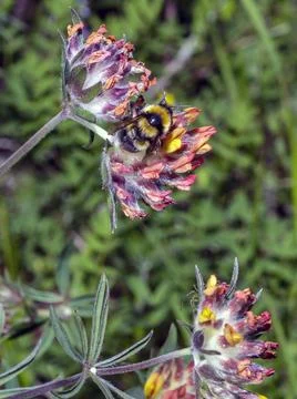 Macro of a Bombus Фото
