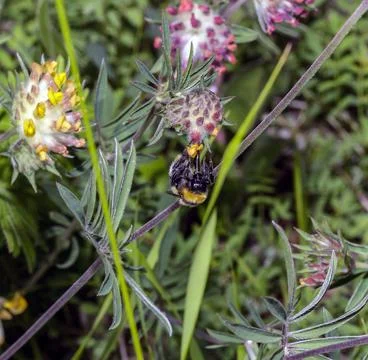 Macro of a Bombus 库存照片