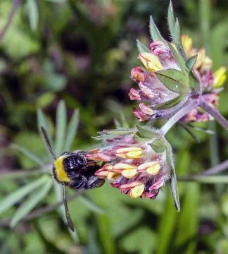 Macro of a Bombus Stock Photos