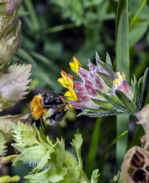Macro of a Bombus Stock Photos
