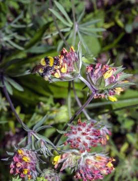 Macro of a Bombus 写真素材