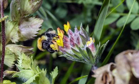 Macro of a Bombus Stock Photos
