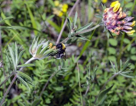 Macro of a Bombus Stock Photos