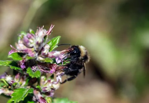 Macro of a Bombus Stock Photos