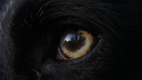 Macro Of Border Collie Dog's Eye, Cinematic Close-up 動画素材 305476285