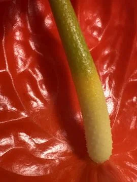 Macro Botanical Study of Anthurium Spadix Stock Photos