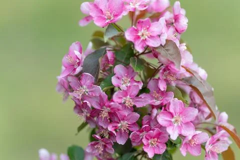 Macro botanical study showing pink blossom detail, crisp pollen grains and te Stock Photos